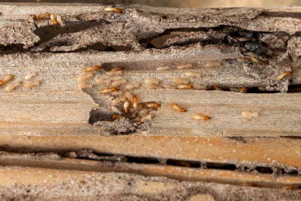 Best Wildlife Control Services  in Baldwin City, KS