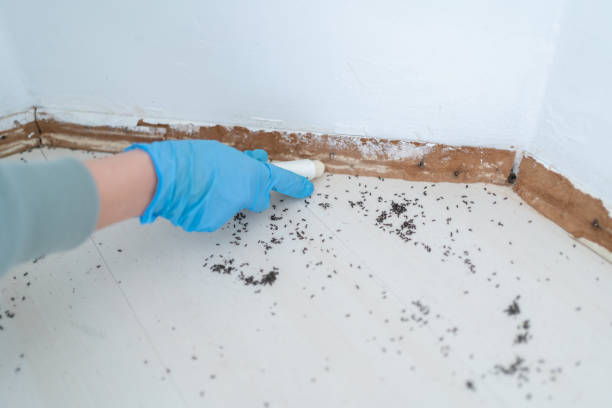 Best Termite Control Services  in Baldwin City, KS